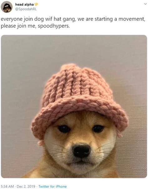Everyone Join Dog Wif Hat Gang We Are Starting A Movement Dogwifhat