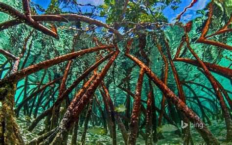 Mangroves In Staniel Cay Exumas Bahamas Bing Wallpapers Sonu Rai
