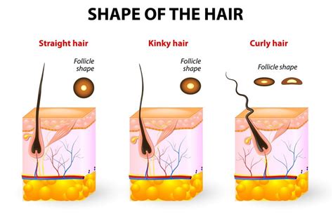 Whats The Science Behind Hair Straightenerscurlers Science Abc