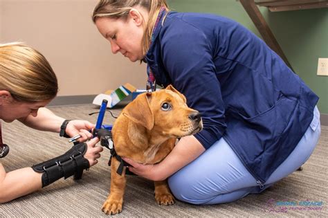 Puppy That Lost Back Legs Eye Fitted With Doggie Wheelchair Wgme