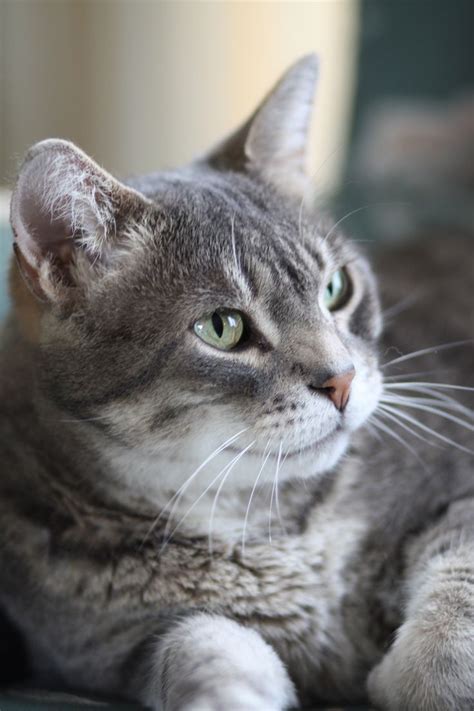 97 Best Bullseye Tiger Tabby Cat Images On Pinterest Fluffy Pets