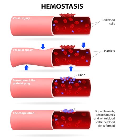 Mechanism Of Hemostasis