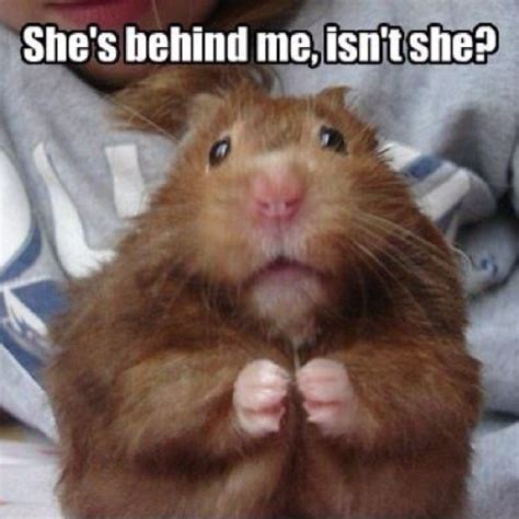 Pin By Deborahandanthony Evans On Funny Funny Hamsters