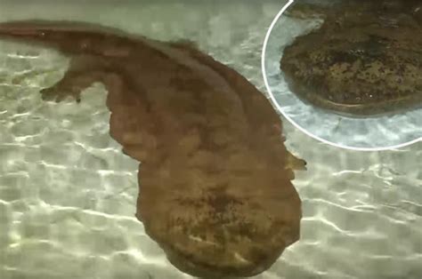 Giant Chinese Salamander Found Alive After 200 Years In China Daily Star