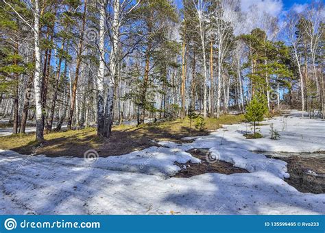 Early Spring Landscape In Forest With Melting Snow And
