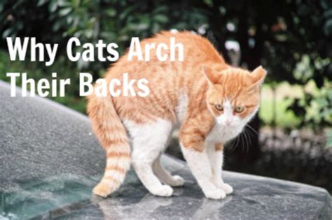 Cats will also lie on their backs when they're agitated. Human Pet Connection Archives | Joy of Living