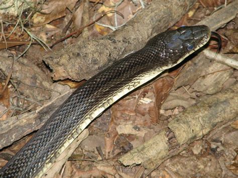 It is also the first time this species has been found in ireland. Top 10 Non-Venomous Snakes In The World