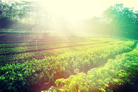The moaning wind went wandering round. Okra | Growing Warm Weather Crops | Nick's Garden Center ...