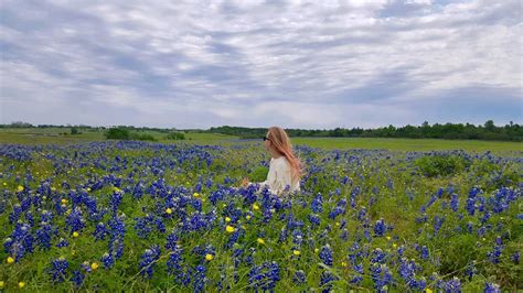 Burnet Bluebonnets Meadow Wallpapers Wallpaper Cave