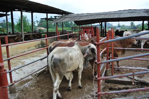 Cari dan beli juga kavling yang dijual lengkap mulai harga murah dan terjangkau untuk rumah atau perumahan anda. ANF GLOBAL FARM ENTERPRISE: lembu untuk di jual (baka ...