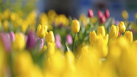 1920x1080 Bright Yellow Buds Tulips Red Glade Flowers