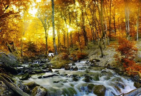 Autumn Forest Stream Trees Nature Rays Branches Wallpaper 4200x2875