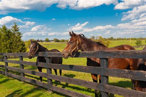 Horse Farm Stock Image Image Of Grass Horseback Horses 45765123