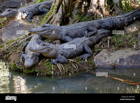 American Alligator Australia Zoo Stock Photo Alamy