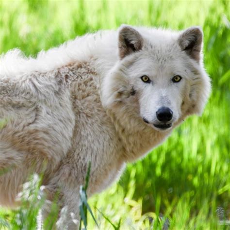 Arctic Wolf Bearizona
