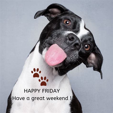 Happy Friday Dog Taiaeg