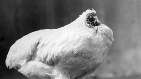 The Chicken That Lived For 18 Months Without A Head Bbc News