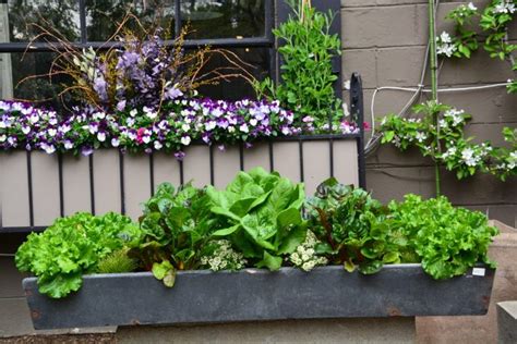 Container Planting Dirt Simple Growing Vines Growing Flowers