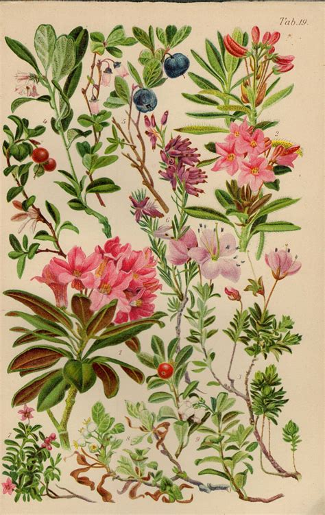 Alpenrose Lingonberry Blueberry Vintage Lithograph From 1927 Etsy In 2022 Alpine Flowers