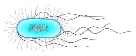 E Coli Cell Stock Illustration Illustration Of Flagella