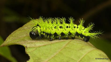 Their appearance is very similar to that of the of a lady bug, their mottled coloring will differ depending on their specific species. Spiny Caterpillar, Molippa flavodiosiana, flavopiurica or ...