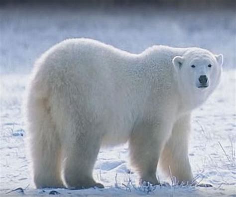 Polar Bears In The Tundra Biome