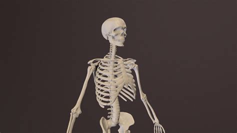 Skeleton 3d Wallpaper Free Bios Pics