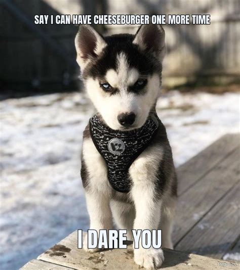 10 Angry Dog Meme That Hilarious Page 3 Of 3 Petpress
