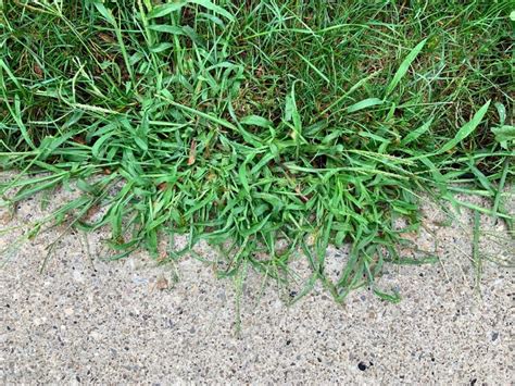 How To Get Rid Of Crabgrass In Flower Beds Step By Step Guide