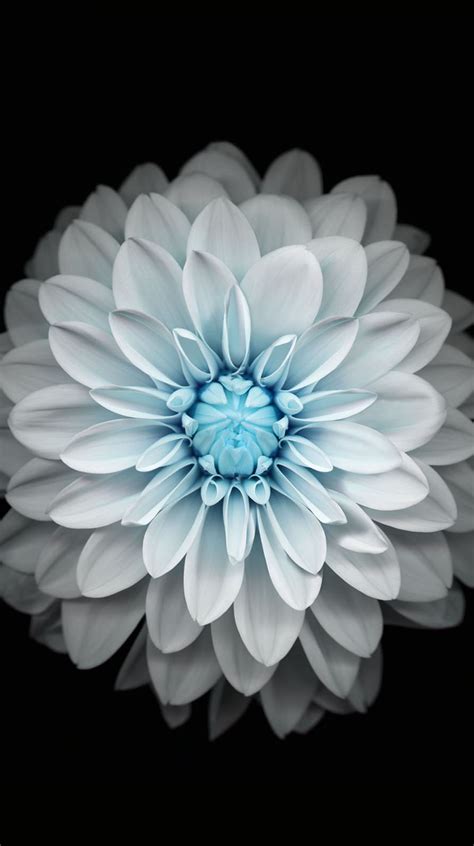 Unduh 76 Kumpulan Wallpaper Iphone X Flower Terbaik Background Id