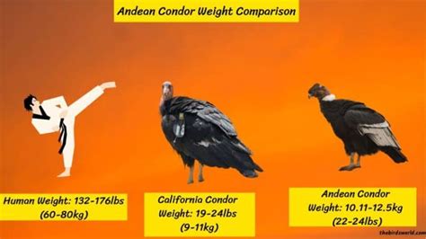 Andean Condor Size How Does It Compare To Others