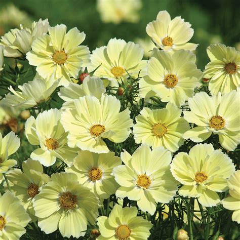 Xanthos Cosmos Seed Territorial Seed Company Territorial Seed Company