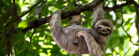 Tropical Rainforests Learn More About Sloths And The Birds Of Costa Rica