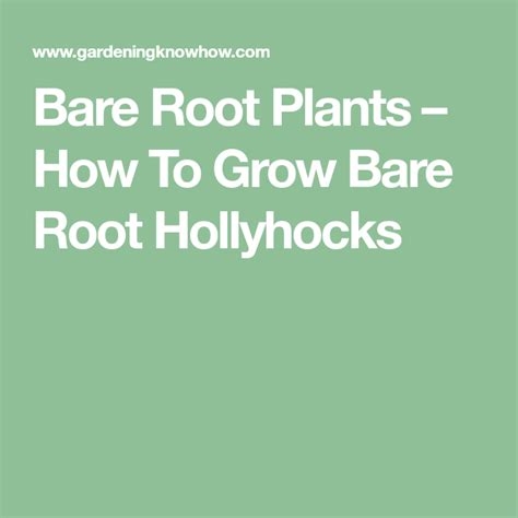 Bare Root Plants How To Grow Bare Root Hollyhocks Hollyhock Plants