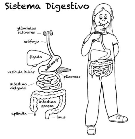 Desenhos Para Colorir Sistema Digestivo Layarkaca Lk