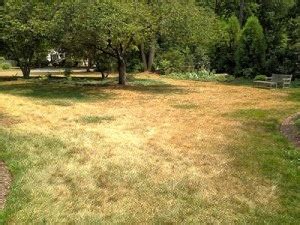 If it's dead, it won't be revived with watering. The Lawn During Drought: Green Home Landscape Source