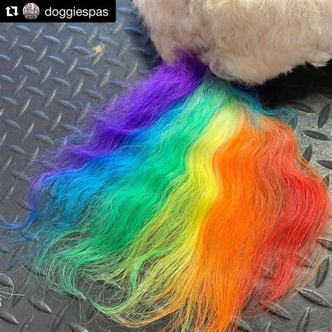 Can you dye your hair while pregnant? Pride month design by Doggie Salon and Spa with OPAWZ ...