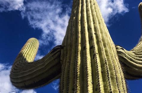 If, on the other hand, the change to a new pot is on the. FAQs About Saguaros | Local Yard & Garden Resources