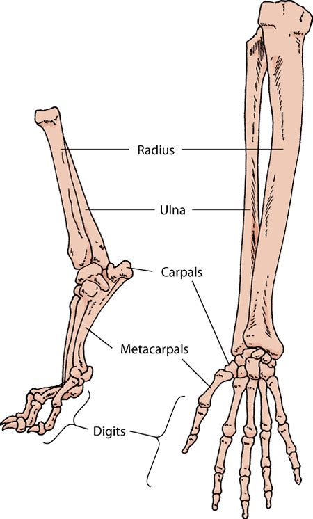 Leg Bone Diagram Exam 2 Bones Of The Lower Limb Anatomy 329 With