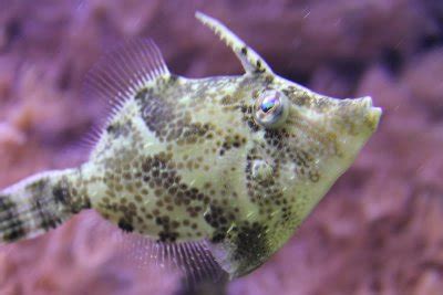 Whether you're a fish connoisseur or just starting your first tank, shop our online aquarium store today! Aiptasia Eating Filefish - Knowledge Base LookSeek.com