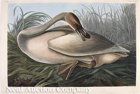 Trumpeter Swan Young Pl376 From Birds Of America By John James