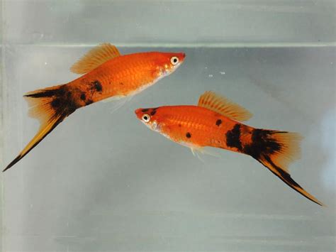 Swordtail Berlin Bio World Aquatics Holdings