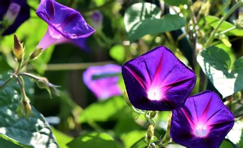 Morning Glory Flower Meaning Symbolism And Colors Pansy Maiden