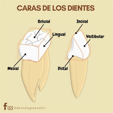 Caras De Los Dientes Anatomía Dental Odontología Estudiantes De