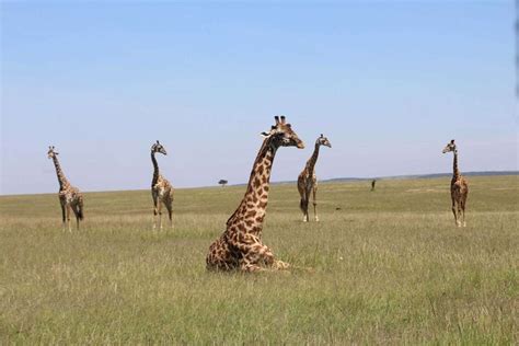The Top 10 Safari Outfitters In 2023 African Safari Tour Safari Tour