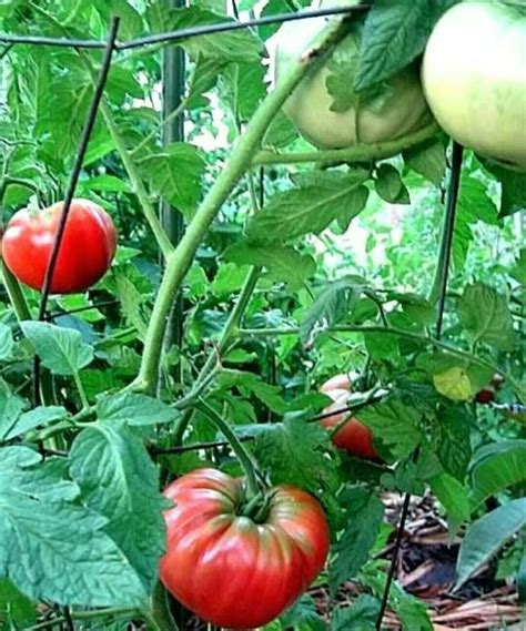 50 Organic Heirloom Giant Belgium Tomato Seeds Prized Tomatoes Huge