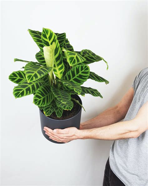 Best Indoor Plants The Best House Plants For Stylish Greenery Real Homes