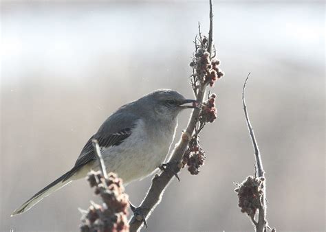 Northern Mockingbird With Berry Northern Mockingbird At De Flickr