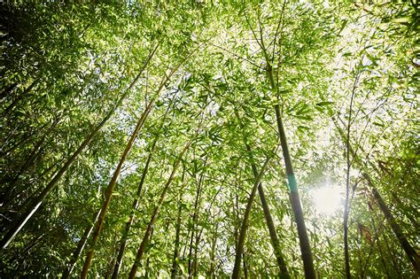 Healing in Nature - Global Gardens of Peace