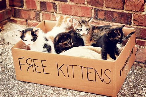 Cat Cats Free Homeless Kittens Image 179754 On